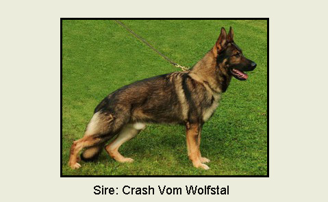Sire: Crash Vom Wolfstal